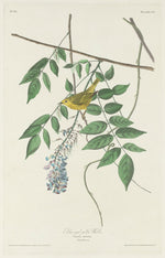 Blue-eyed Yellow Warbler by Robert Havell after John James Audubon (American, 1793 - 1878), 16X12"(A3)Poster Print