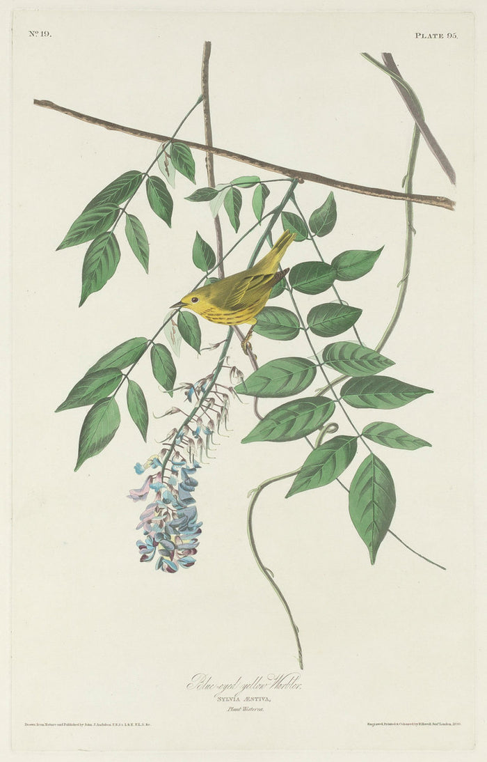 Blue-eyed Yellow Warbler by Robert Havell after John James Audubon (American, 1793 - 1878), 16X12