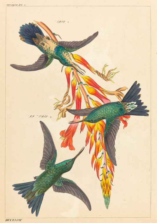 Three Hummingbirds with Plant by Heinrich Gottlieb Ludwig Reichenbach (German, 1793 - 1879), 16X12"(A3)Poster Print
