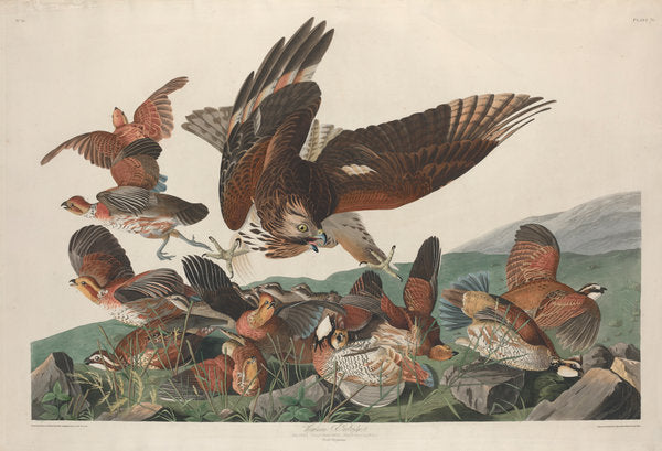 Virginian Partridge by Robert Havell after John James Audubon (American, 1793 - 1878), 16X12