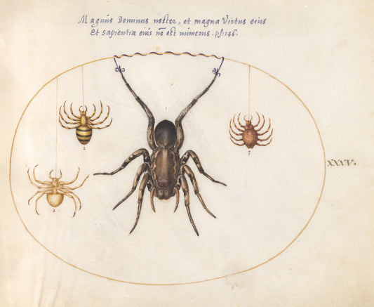 Animalia Rationalia et Insecta (Ignis):  Plate XXXV by Joris Hoefnagel (Flemish, 1542 - 1600), 16X12"(A3)Poster Print