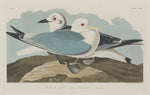 Kittiwake Gull by Robert Havell after John James Audubon (American, 1793 - 1878), 16X12"(A3)Poster Print