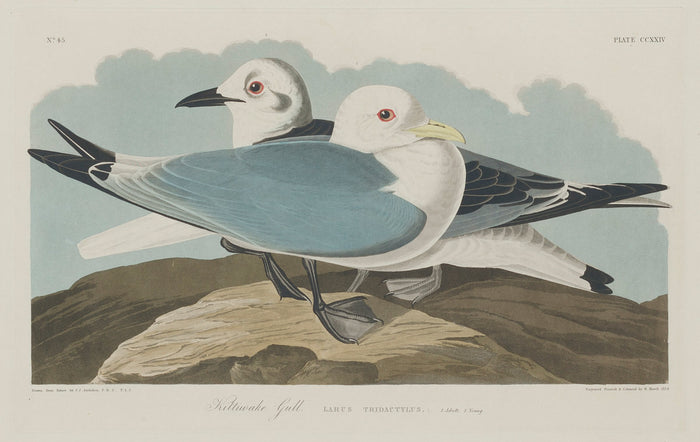 Kittiwake Gull by Robert Havell after John James Audubon (American, 1793 - 1878), 16X12