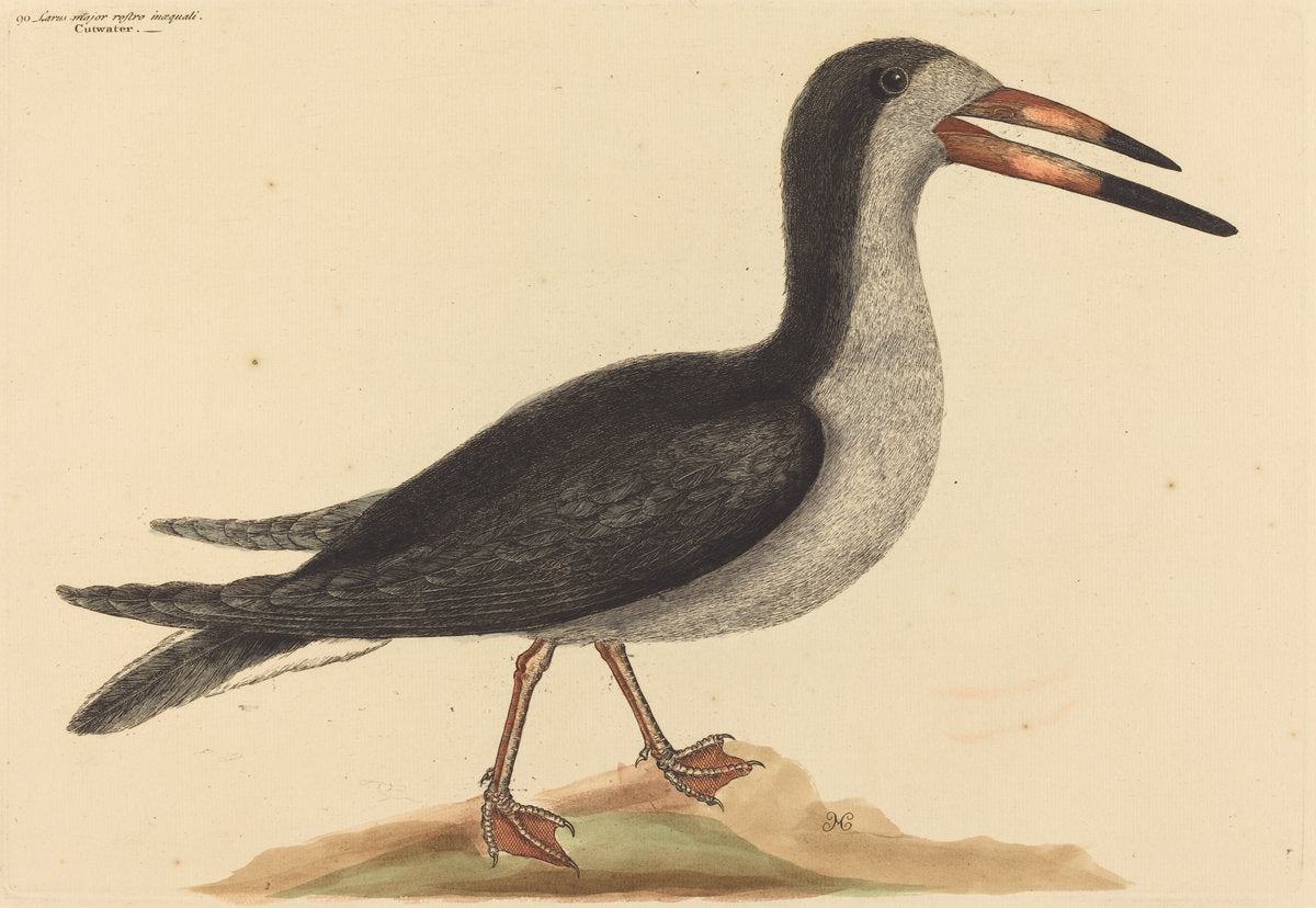 The Cutwater (Rhynchops nigra) by Mark Catesby (English, 1679 - 1749), 16X12"(A3)Poster Print