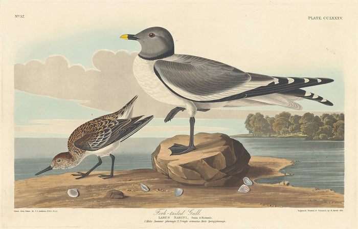 Fork-tailed Gull by Robert Havell after John James Audubon (American, 1793 - 1878), 16X12