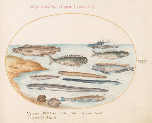 Animalia Aqvatilia et Cochiliata (Aqva): Plate XVII by Joris Hoefnagel (Flemish, 1542 - 1600), 16X12"(A3)Poster Print