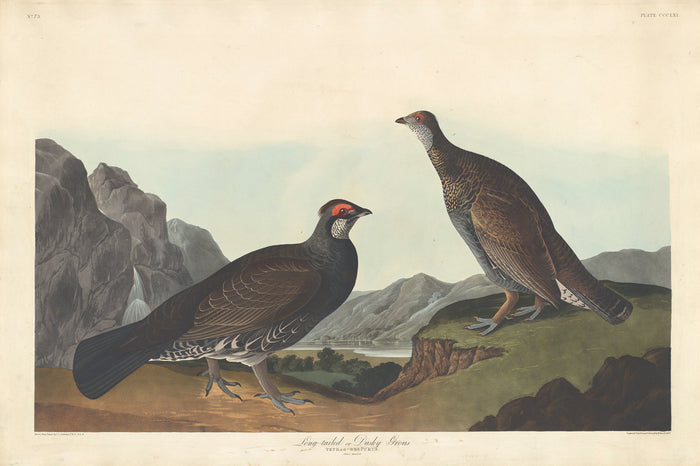 Long-tailed or Dusky Grous by Robert Havell after John James Audubon (American, 1793 - 1878), 16X12