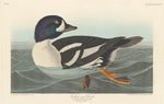 Golden-eye Duck by Robert Havell after John James Audubon (American, 1793 - 1878), 16X12"(A3)Poster Print