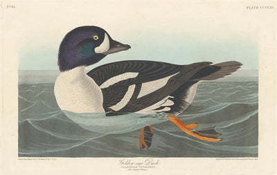 Golden-eye Duck by Robert Havell after John James Audubon (American, 1793 - 1878), 16X12"(A3)Poster Print