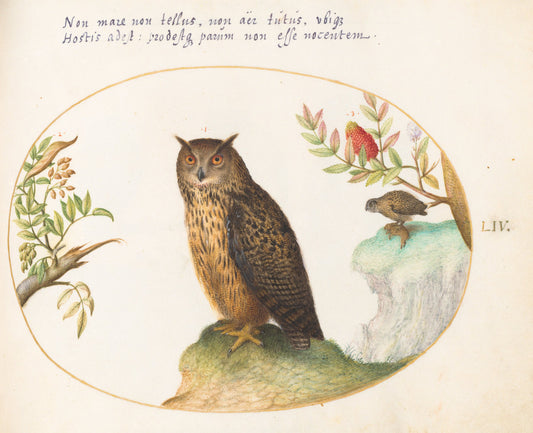 Animalia Volatilia et Amphibia (Aier): Plate LIV by Joris Hoefnagel (Flemish, 1542 - 1600), 16X12"(A3)Poster Print