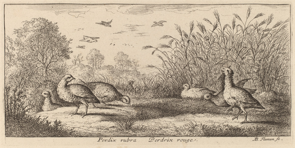 Pedrix rubra, The Red-Legged Partridge by Albert Flamen (Flemish, c. 1620 - 1669 or after), 16X12"(A3)Poster Print