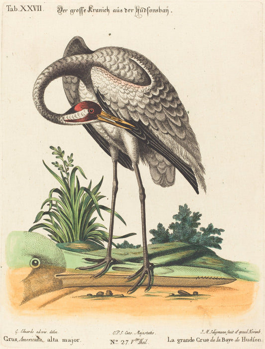 Grus Americana, alta major by Johann Michael Seligmann after George Edwards (German, 1720 - 1762), 16X12"(A3)Poster Print