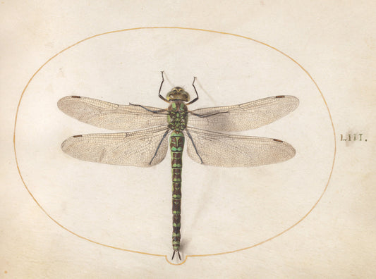 Animalia Rationalia et Insecta (Ignis):  Plate LIII by Joris Hoefnagel (Flemish, 1542 - 1600), 16X12"(A3)Poster Print