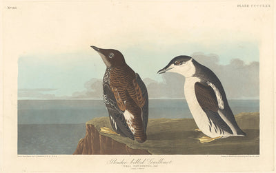 Slender-billed Guillemot by Robert Havell after John James Audubon (American, 1793 - 1878), 16X12"(A3)Poster Print