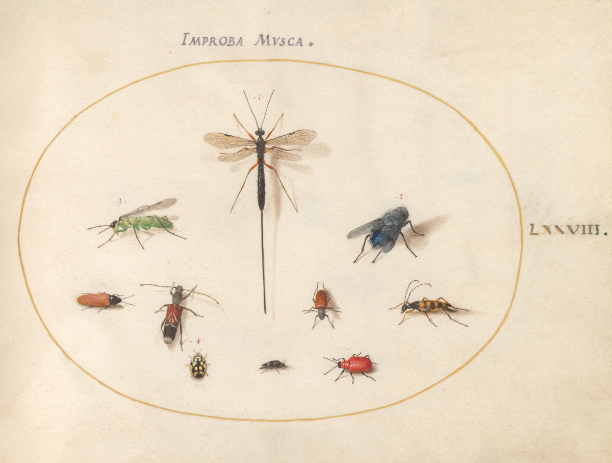 Animalia Rationalia et Insecta (Ignis):  Plate LXXVIII by Joris Hoefnagel (Flemish, 1542 - 1600), 16X12"(A3)Poster Print
