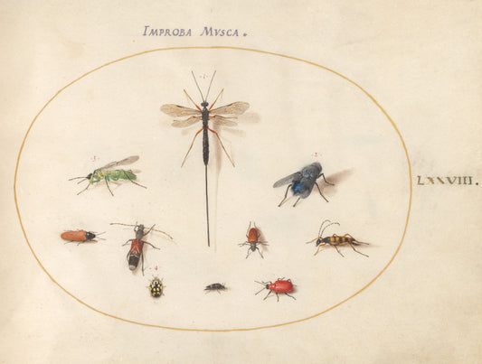 Animalia Rationalia et Insecta (Ignis):  Plate LXXVIII by Joris Hoefnagel (Flemish, 1542 - 1600), 16X12"(A3)Poster Print