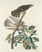 Pigeon Hawk by Robert Havell after John James Audubon (American, 1793 - 1878), 16X12"(A3)Poster Print