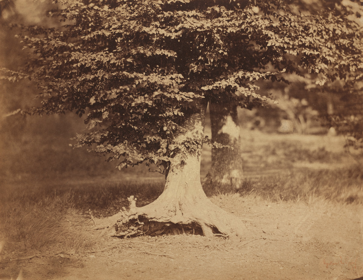 Beech Tree, Forest of Fontainebleau by Gustave Le Gray (French, 1820 - 1884), 16X12"(A3)Poster Print