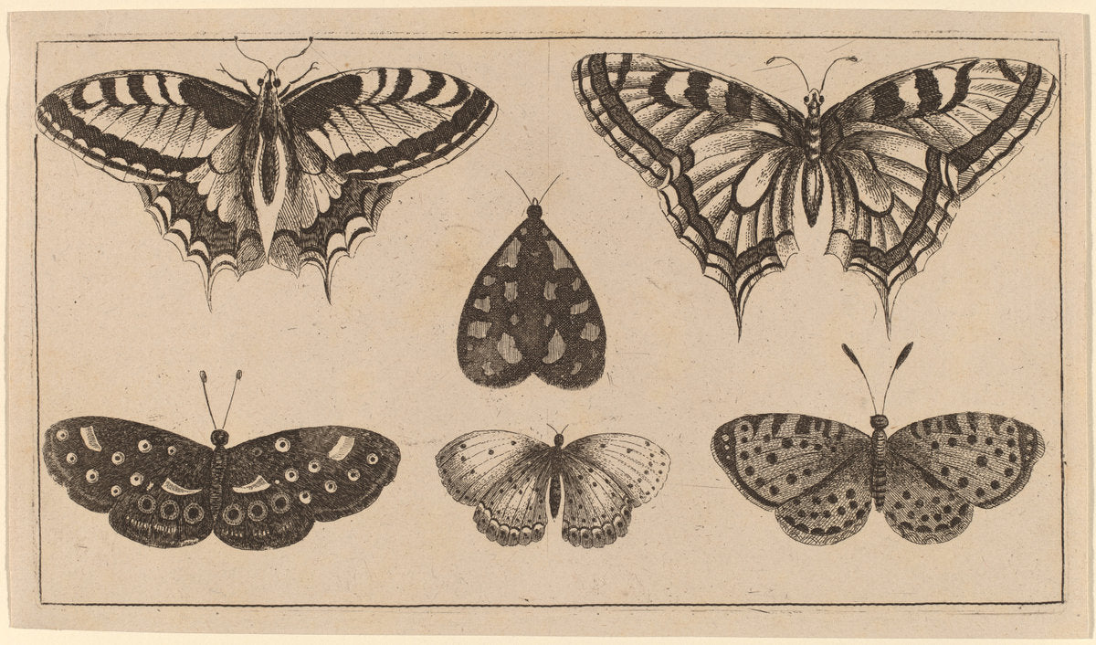Five Butterflies and a Moth by Wenceslaus Hollar (Bohemian, 1607 - 1677), 16X12"(A3)Poster Print