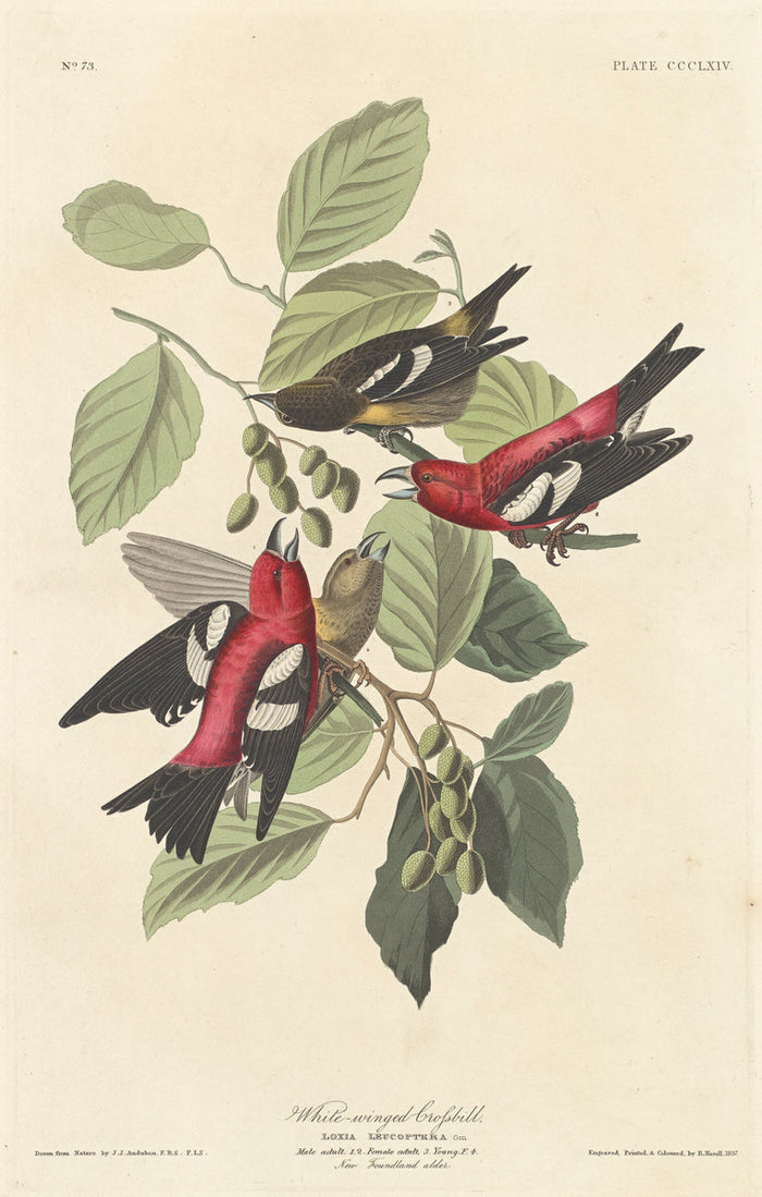 White-winged Crossbill by Robert Havell after John James Audubon (American, 1793 - 1878), 16X12