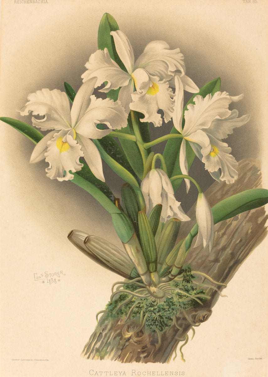 Cattleya Rochellensis by Gustav Leutzsch after Charles Storer (German (?), active 19th century), 16X12"(A3)Poster Print