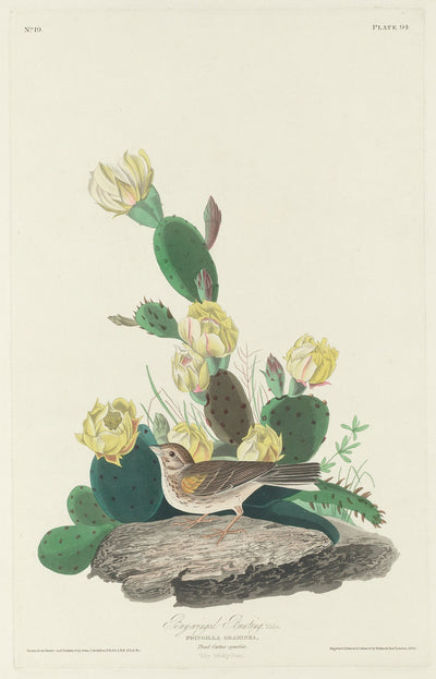 Bay-winged Bunting by Robert Havell after John James Audubon (American, 1793 - 1878), 16X12"(A3)Poster Print