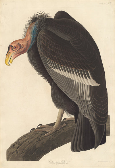 Californian Vulture by Robert Havell after John James Audubon (American, 1793 - 1878), 16X12"(A3)Poster Print