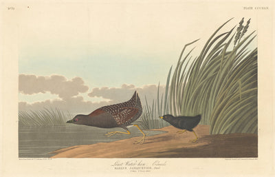 Least Water-hen by Robert Havell after John James Audubon (American, 1793 - 1878), 16X12"(A3)Poster Print