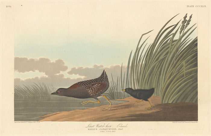 Least Water-hen by Robert Havell after John James Audubon (American, 1793 - 1878), 16X12