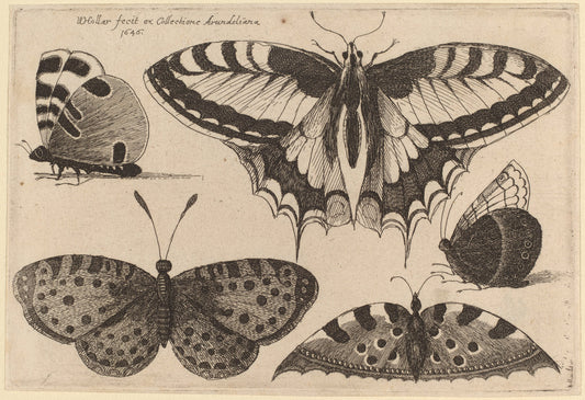 Five Butterflies by Wenceslaus Hollar (Bohemian, 1607 - 1677), 16X12"(A3)Poster Print