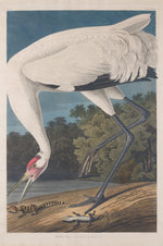 Hooping Crane by Robert Havell after John James Audubon (American, born England, 1793 - 1878), 16X12"(A3)Poster Print