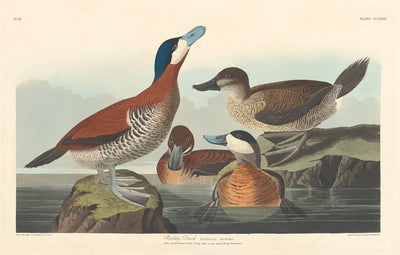 Ruddy Duck by Robert Havell after John James Audubon (American, 1793 - 1878), 16X12"(A3)Poster Print