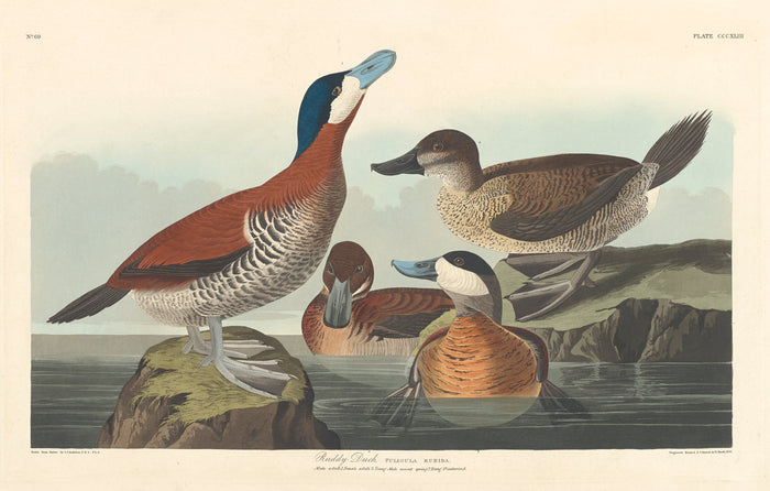 Ruddy Duck by Robert Havell after John James Audubon (American, 1793 - 1878), 16X12