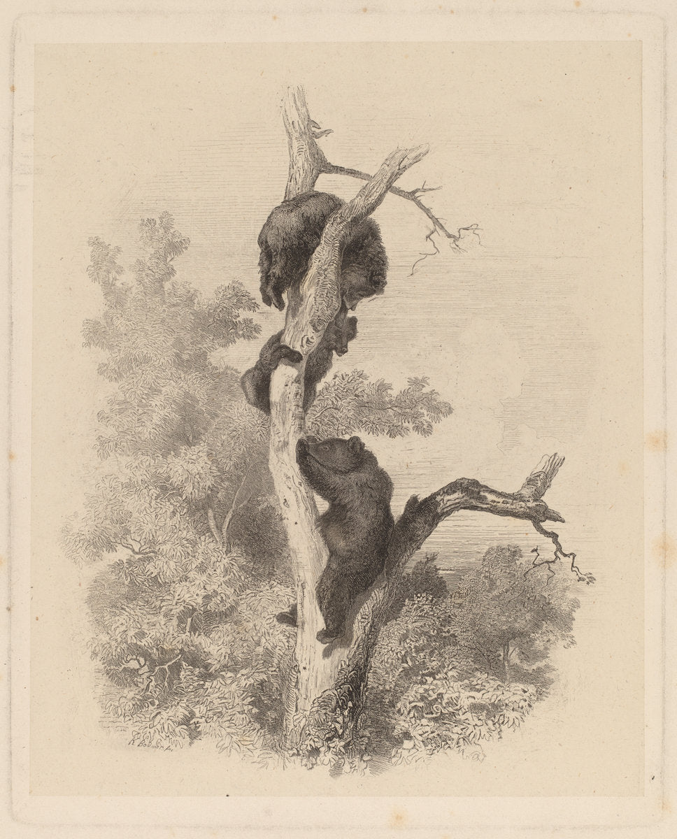 Les Ours (The Bears) by Karl Bodmer (Swiss, 1809 - 1893), 16X12"(A3)Poster Print