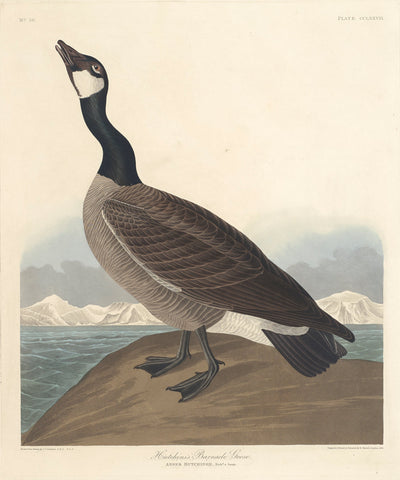 Hutchin's Barnacle Goose by Robert Havell after John James Audubon (American, 1793 - 1878), 16X12"(A3)Poster Print