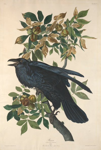 Raven by Robert Havell after John James Audubon (American, 1793 - 1878), 16X12"(A3)Poster Print