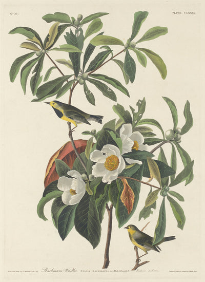 Bachman's Warbler by Robert Havell after John James Audubon (American, 1793 - 1878), 16X12"(A3)Poster Print