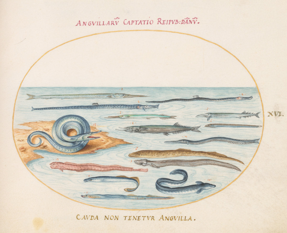 Animalia Aqvatilia et Cochiliata (Aqva): Plate XVI by Joris Hoefnagel (Flemish, 1542 - 1600), 16X12"(A3)Poster Print