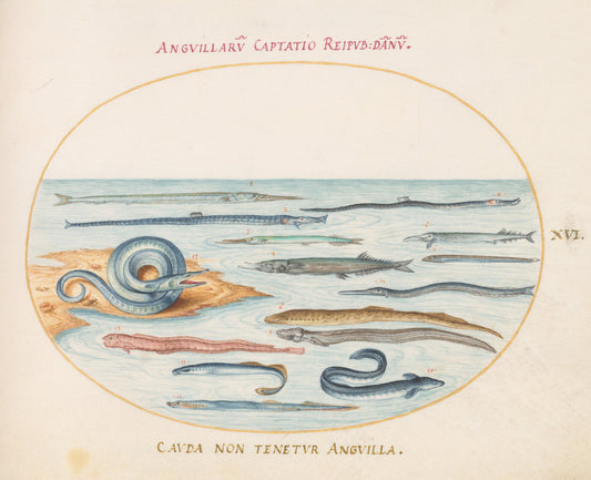 Animalia Aqvatilia et Cochiliata (Aqva): Plate XVI by Joris Hoefnagel (Flemish, 1542 - 1600), 16X12"(A3)Poster Print