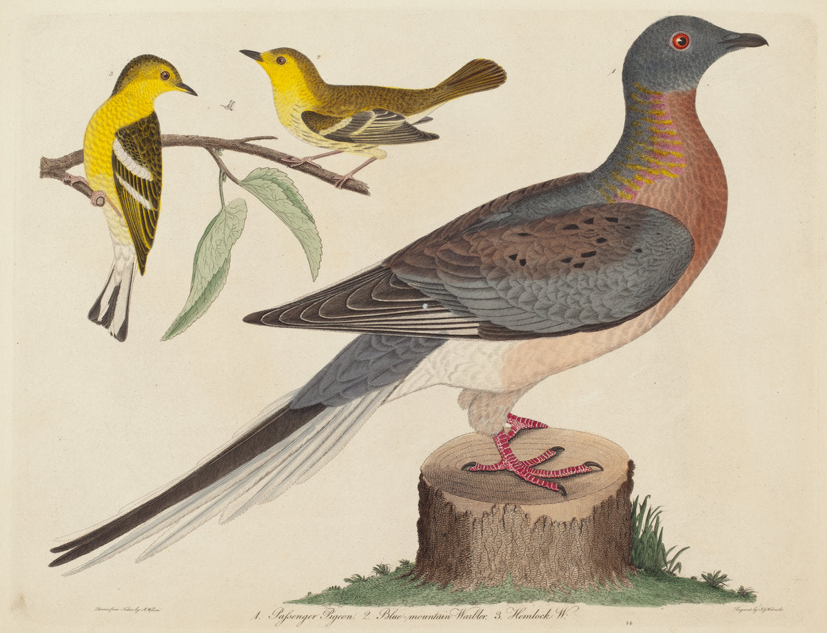 Passenger Pigeon, Blue-mountain Warbler, and Hemlock Warbler by John G. Warnicke after Alexander Wilson (American, died 1818), 16X12"(A3)Poster Print