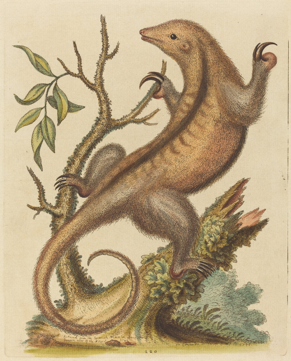 Pygmy Anteater by George Edwards (English, 1694 - 1773), 16X12"(A3)Poster Print