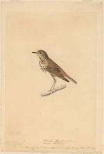 Hermit Thrush by John James Audubon (American, 1785 - 1851), 16X12"(A3)Poster Print