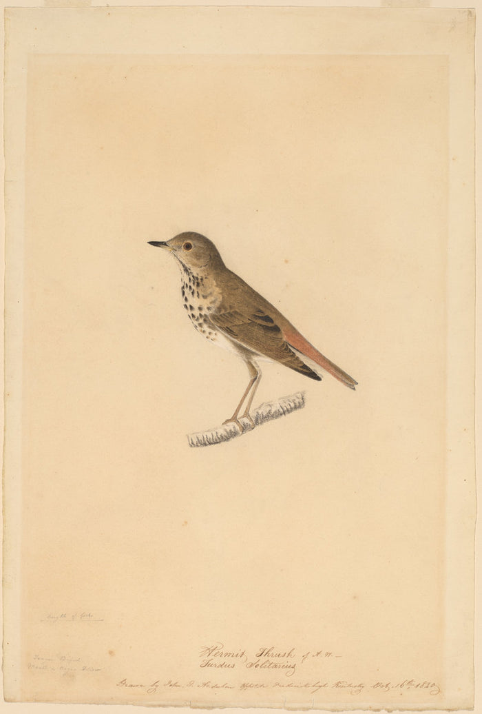 Hermit Thrush by John James Audubon (American, 1785 - 1851), 16X12