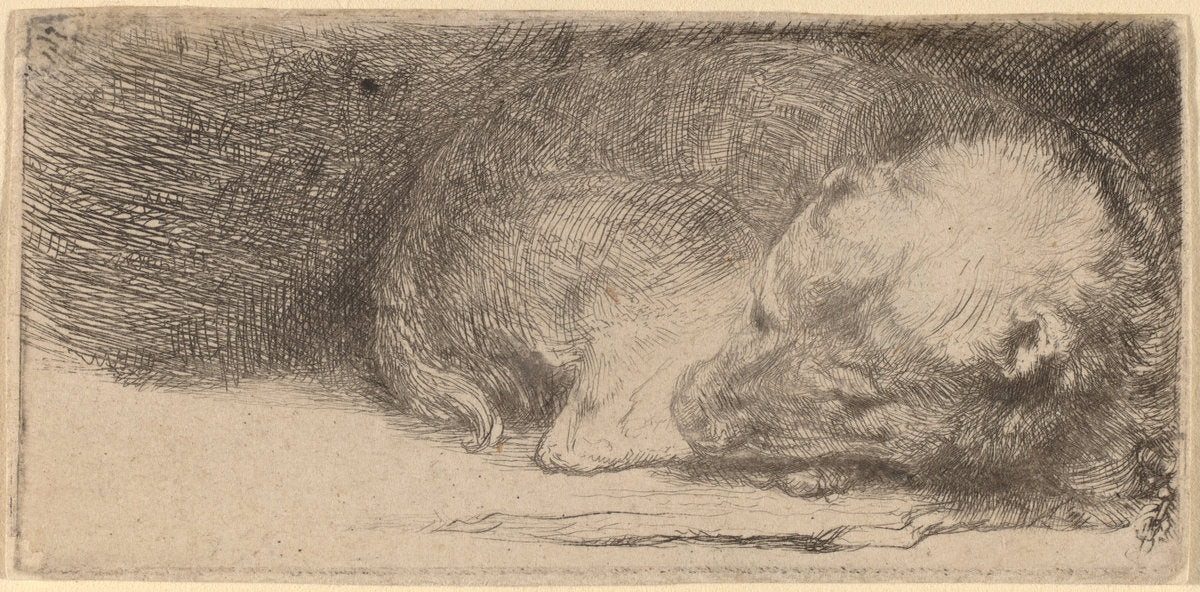 Sleeping Puppy by Rembrandt van Rijn (Dutch, 1606 - 1669), 16X12"(A3)Poster Print