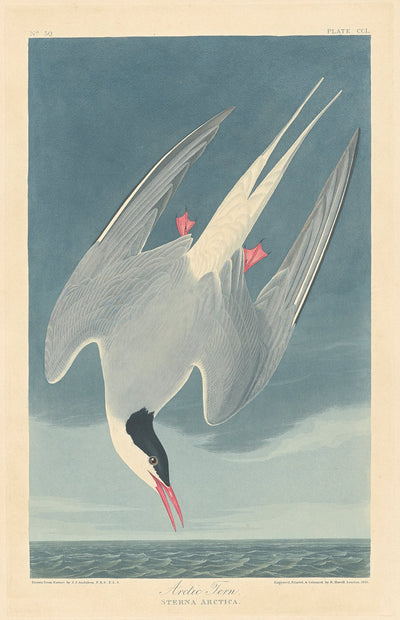 Arctic Tern by Robert Havell after John James Audubon (American, 1793 - 1878), 16X12"(A3)Poster Print