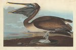 Brown Pelican by Robert Havell after John James Audubon (American, 1793 - 1878), 16X12"(A3)Poster Print