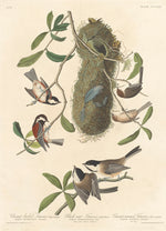 Chestnut-backed Titmouse, Black-capped Titmouse and Chestnut-crowned Titmouse by Robert Havell after John James Audubon (American, 1793 - 1878), 16X12"(A3)Poster Print