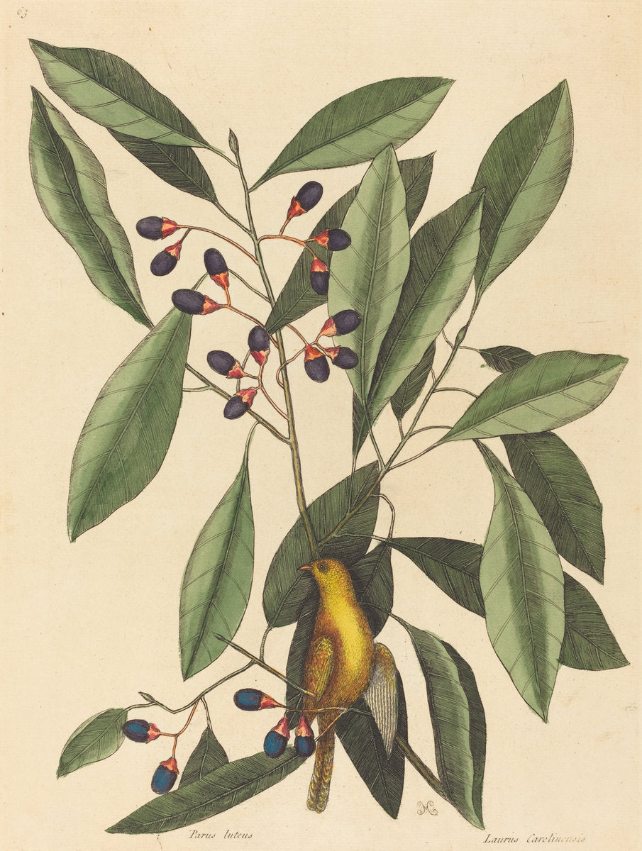 The Yellow Titmouse (Motacilla trochilus) by Mark Catesby (English, 1679 - 1749), 16X12"(A3)Poster Print