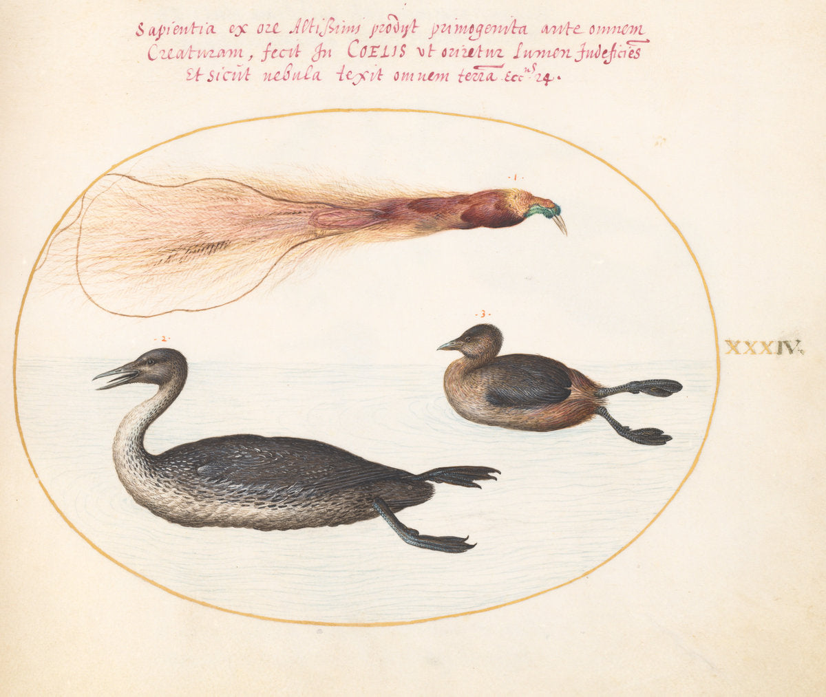 Animalia Volatilia et Amphibia (Aier): Plate XXXIV by Joris Hoefnagel (Flemish, 1542 - 1600), 16X12"(A3)Poster Print