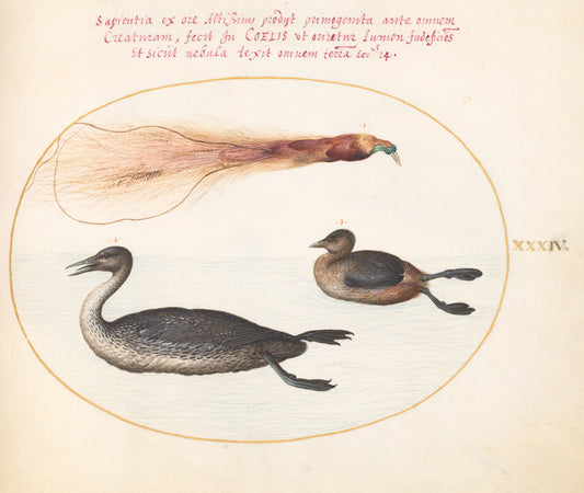 Animalia Volatilia et Amphibia (Aier): Plate XXXIV by Joris Hoefnagel (Flemish, 1542 - 1600), 16X12"(A3)Poster Print